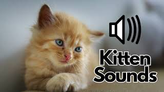 Kitten Sound Effects Meow  No Copyright [upl. by Isabelle645]