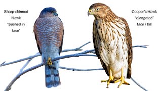 Sharpshinned Hawk  Coopers Hawk Comparison [upl. by Mcnelly]