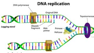 DNA Replication process in detail 🧬💁 [upl. by Ophelia]