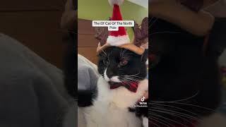 The Elf Cat From The North Pole mystory catshorts catsoftiktok cats funnycats tiktok [upl. by Giorgio]