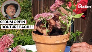 🌸 Comment bouturer le sedum orpin  🌼 [upl. by Handbook]