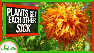 3 Ridiculous Ways Plants Get Sick [upl. by Ennaeus]