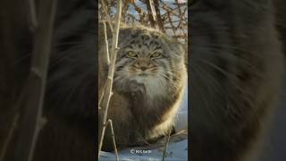 The Pallas’s Cat  World’s Grumpiest Cat [upl. by Earej883]