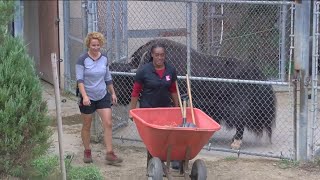 Try this WTOL 11s Tatiana Cash tries her hand at being a zoo keeper [upl. by Dame49]