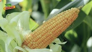 Hybrid Maize Seed Variety Dekalb 9178 Maize Seed Kannada  Bayer Crop Science India [upl. by Mehs429]