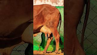 High milk capacity gir cow for sale mo6378121897 dairyfarm gircowdairyfarm cow farming animals [upl. by Annitsirhc]