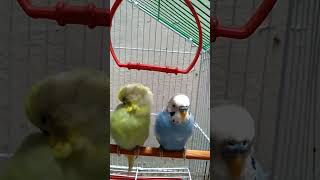 Cute birds beautiful short viral video [upl. by Theis841]