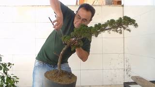 Bonsai Avaré  Shimpaku  Pintura e Bonsai [upl. by Ahsienauq]