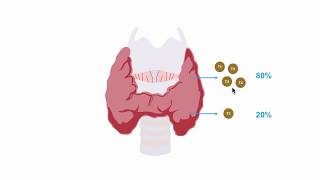 Understanding thryroid hormone production [upl. by Eudo6]