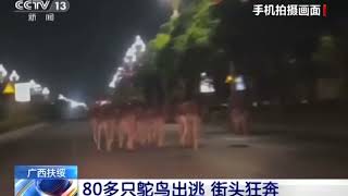 Ostriches escape from a farm in China [upl. by Mis]