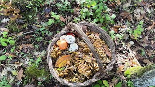 “Chiodini in Abbondanza La Magia dei Primi Funghi d’Autunno” Armillaria Mellea [upl. by Vin]