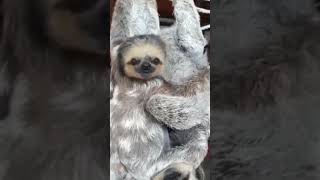 Twotoed sloths Pygmy sloth Threetoed sloth Bradypus pygmaeus [upl. by Sperling506]