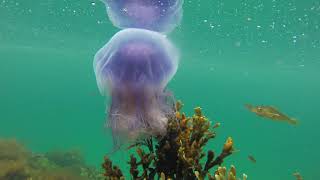 Blue jellyfish or Bluefire jellyfish and Saithe from Norwegian coast near Bodø city [upl. by Ahsenroc141]