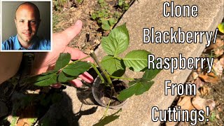 Raspberry and Blackberry Propagation From Cuttings Special Thanks to OpenHandFarm [upl. by Launcelot]