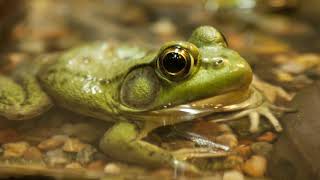 Frog Ringtone  Free Ringtones Download [upl. by Noired]