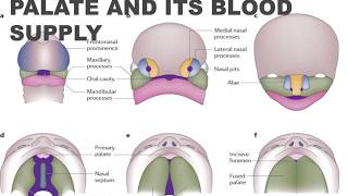 Development of Palate and Its Blood Supply I Oral Pathology I Dental Guide I Dr Bimal Chand I [upl. by Rainwater271]