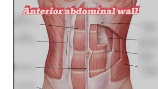 Anterior abdominal wall ospe  Anatomy  model [upl. by Marden]