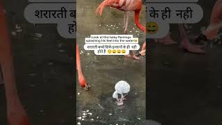 Shrarti bacche sirf insanon Ke Nahin Hote shortvideo funny viralvideo youtubeshorts india [upl. by Annavas]