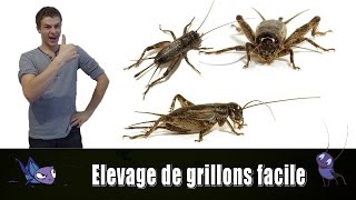 ELEVAGE DE GRILLONS FACILE  TUTO EUBLEPHARIS [upl. by Brad]