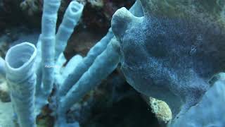 Frogfish on tube sponges  Marine Creature  Pokohgraphy [upl. by Nahguav]