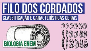 FILO DOS CORDADOS classificação e características gerais  Biologia para o Enem  Cláudia Aguiar [upl. by Nivri]