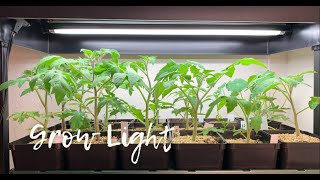 Grow light set up for small space seedling springseedlings growlights [upl. by Einnod616]