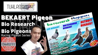 History of Bekaert Pigeon  Racing Pigeon Series ft Bio Research Bio PigeonsLeoDetroitWaterhouse [upl. by Draned769]