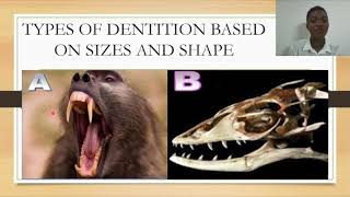 DentitionTypes Of Dentition [upl. by Namia]