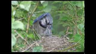 Blue Jay Attacks My Wife [upl. by Neehsuan]