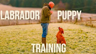 Labrador Training [upl. by Boor]