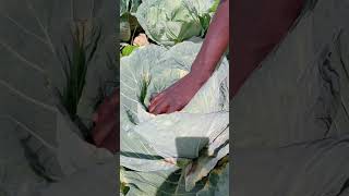 CLAN FOUNDATION UGANDA share subscribe farming helpingfamiliestolivebetterlives [upl. by Helprin316]