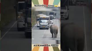 Thailand Elephants Amazingfact  kannada facts karnataka amazing youtubeshorts trendingshorts [upl. by Alda925]