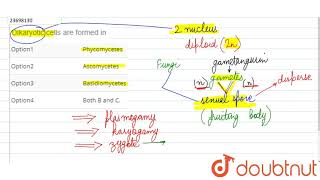 Dikaryotic calls are formed in  12  KINGDOM FUNGIMULTICELLULAR DECOMPOSERS  BIOLOGY  DINES [upl. by Isidro]