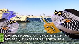 Красное море Опасная рыба хирург  Red Sea Dangerous Surgeon Fish [upl. by Kort]