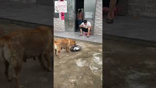 Dogs play  Dogs Cheating  Funny Dogs  DailyLifeStories shorts [upl. by Hume]