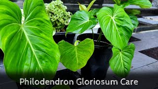 Philodendron Gloriosum Care  Propagation  Indoor Foliage plants [upl. by Cypro]