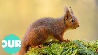 The Incredible Scottish Highlands 4K Documentary  Our World [upl. by Neerom]