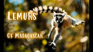 Lemurs of Madagascar [upl. by Oirobil]