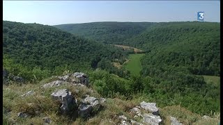 La forêt du Val Suzon  une forêt dexception [upl. by Glick]