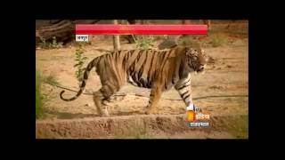 Nahargarh Zoological Park inaugurated by CM Vasundhara Raje  First India News [upl. by Jovia]