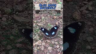 Butterfly Facts🦋  insects entomology butterfly [upl. by Einahpats133]