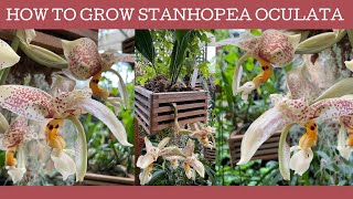 How to grow Stanhopea oculata a fabulous cool growing orchid [upl. by Atterbury]