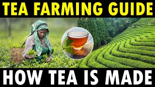 TEA FARMING  TEA CULTIVATION  How Tea Powder is Made [upl. by Marje]