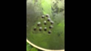 Leucomelas Eggs  Fertile [upl. by Columbyne776]