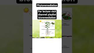 Phytoremediation Types of Phytoremediation Process of Phytoremediation Concepts of Botany [upl. by Ynavoj342]