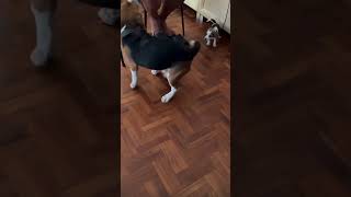 Stop biting my tail dog beagle [upl. by Millda]