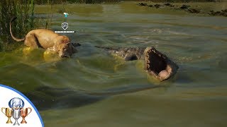 Assassins Creed Origins  Set Up Date Trophy  Taming a Lion and Bringing it to a Crocodile [upl. by Yim655]