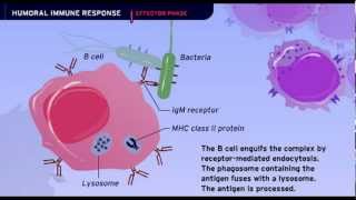 The Humoral Immune Response [upl. by Hoxie]