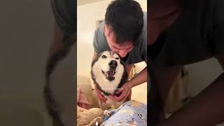 Funny dogs 🐶 dog funny dogs pets cute animals funnydogs funnymemes cutedog funnyvideo [upl. by Eseneg]