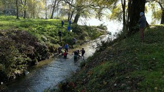 Chivasso migliaia di pesci salvati e rimessi nel Po quotErano ammassati e con poco ossigenoquot [upl. by Llennej]